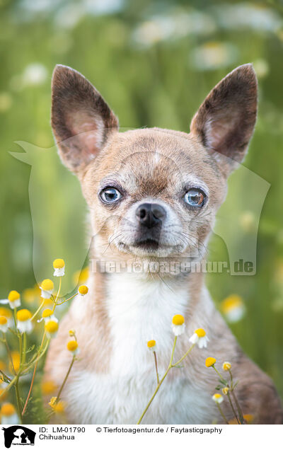 Chihuahua / Chihuahua / LM-01790