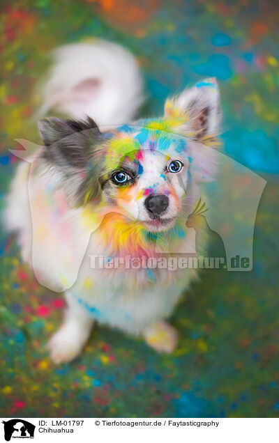 Chihuahua / Chihuahua / LM-01797