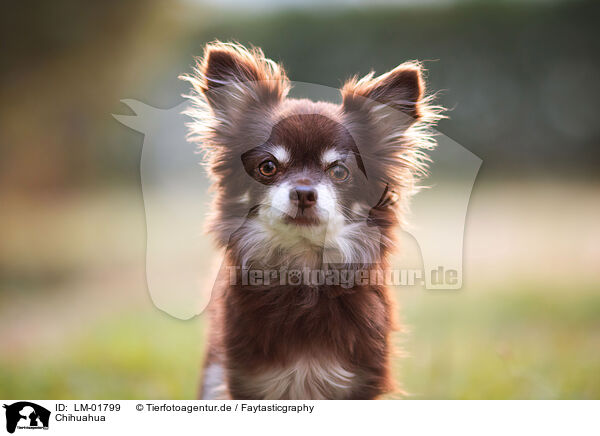 Chihuahua / Chihuahua / LM-01799