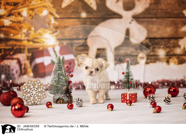 Chihuahua / Chihuahua / JAM-06358