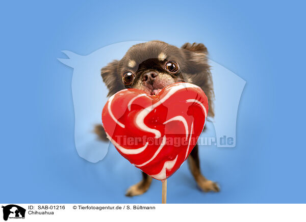 Chihuahua / Chihuahua / SAB-01216