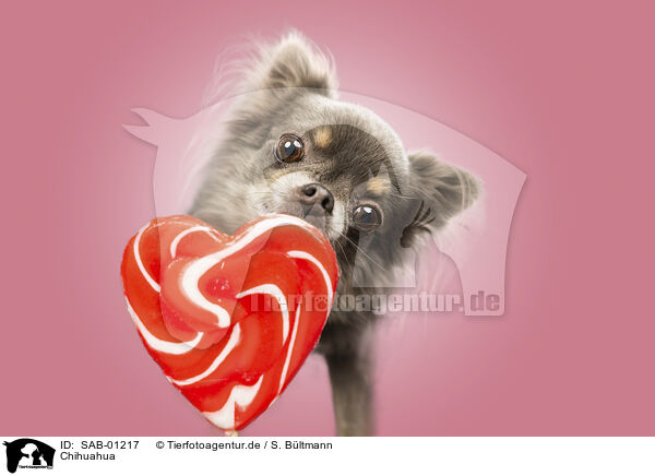 Chihuahua / Chihuahua / SAB-01217