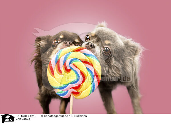 Chihuahua / Chihuahua / SAB-01218