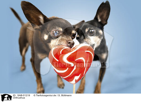 Chihuahua / Chihuahua / SAB-01219