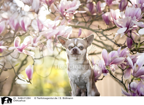 Chihuahua / Chihuahua / SAB-01284