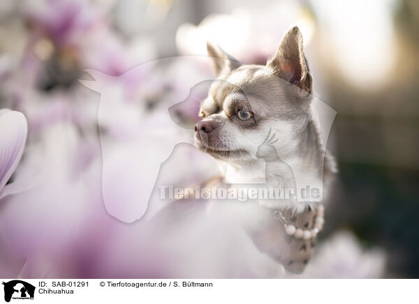 Chihuahua / Chihuahua / SAB-01291