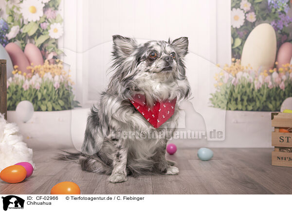 Chihuahua / Chihuahua / CF-02966