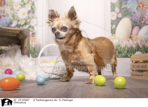 Chihuahua / Chihuahua / CF-02967