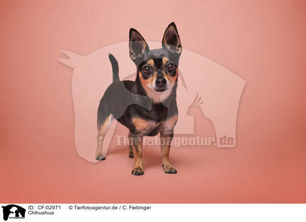 Chihuahua / Chihuahua / CF-02971