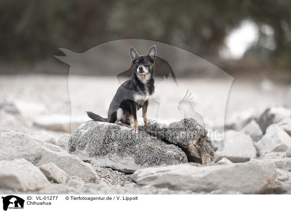 Chihuahua / Chihuahua / VL-01277