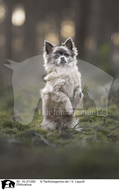 Chihuahua / Chihuahua / VL-01282
