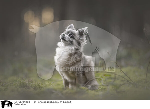 Chihuahua / VL-01283