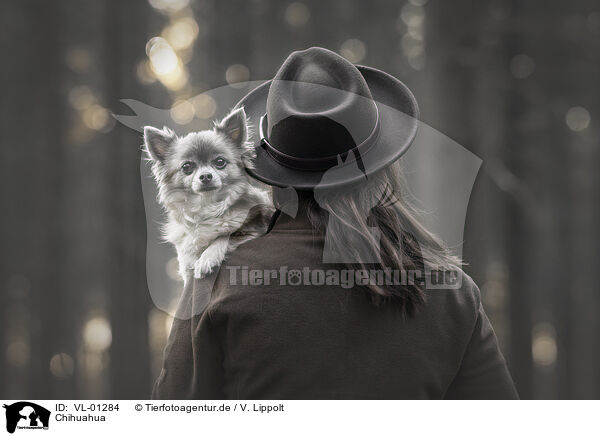 Chihuahua / Chihuahua / VL-01284