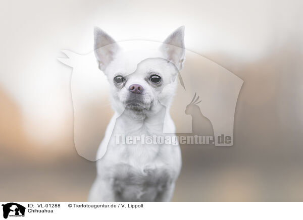 Chihuahua / Chihuahua / VL-01288