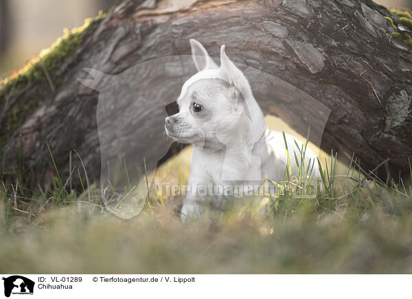 Chihuahua / Chihuahua / VL-01289