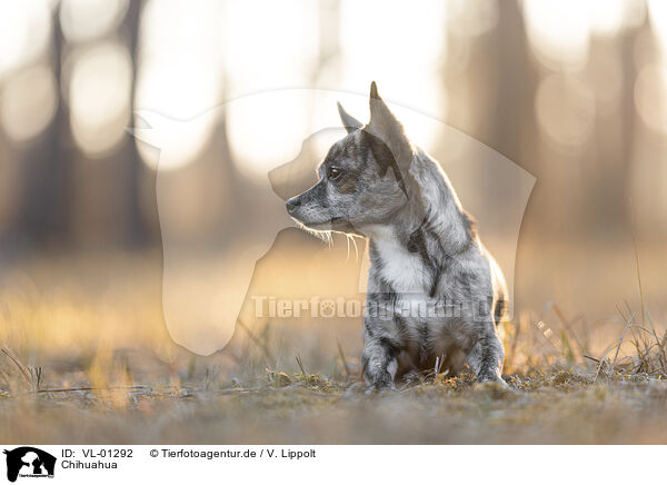 Chihuahua / Chihuahua / VL-01292