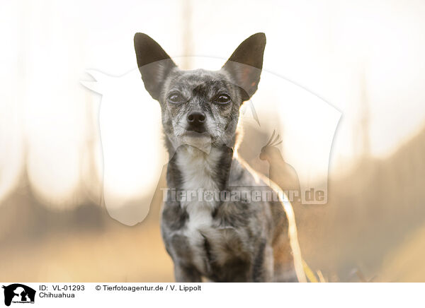 Chihuahua / Chihuahua / VL-01293