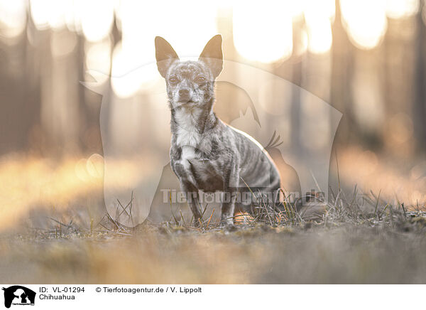 Chihuahua / Chihuahua / VL-01294