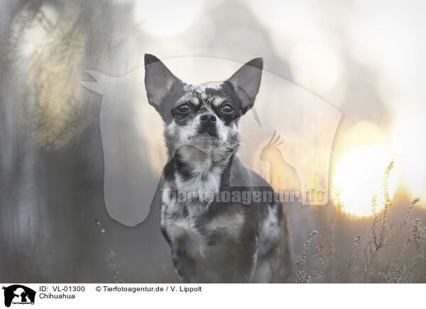Chihuahua / Chihuahua / VL-01300