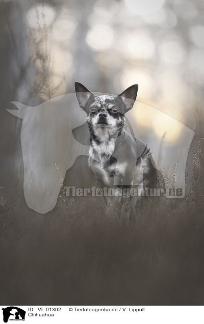 Chihuahua / Chihuahua / VL-01302