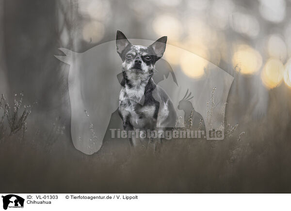Chihuahua / Chihuahua / VL-01303
