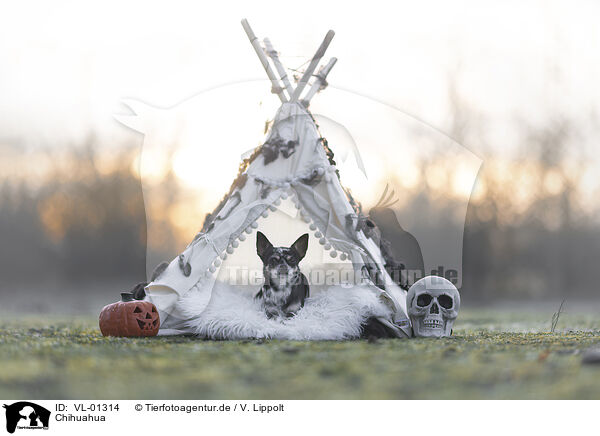 Chihuahua / Chihuahua / VL-01314