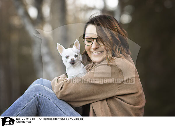 Chihuahua / VL-01348