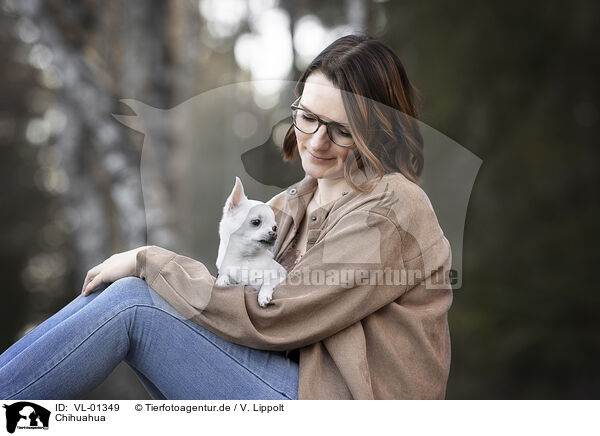 Chihuahua / VL-01349