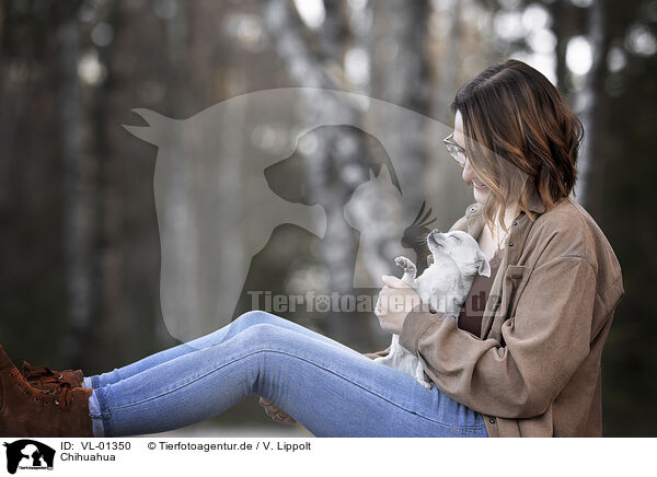Chihuahua / Chihuahua / VL-01350