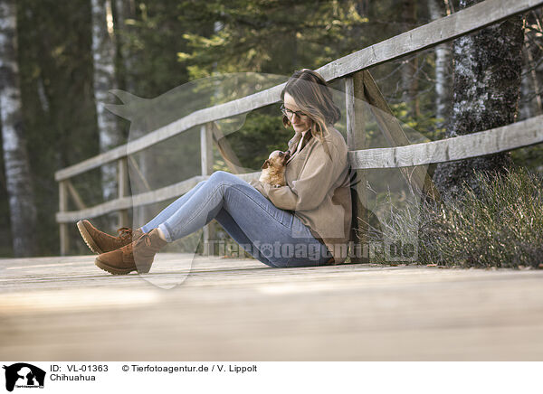 Chihuahua / Chihuahua / VL-01363