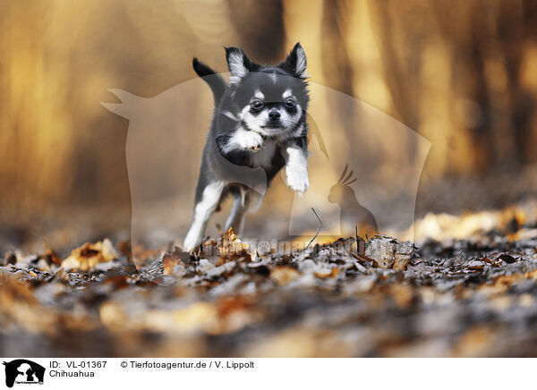 Chihuahua / Chihuahua / VL-01367