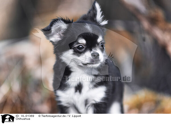 Chihuahua / Chihuahua / VL-01369