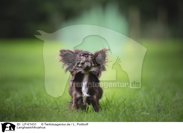 Langhaarchihuahua / longhaired Chihuahua / LP-01431