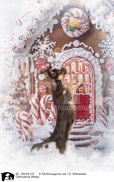 Chihuahua Welpe / Chihuahua puppy / DH-04137