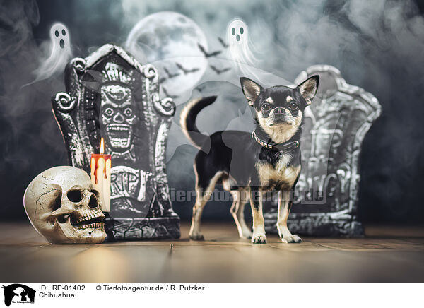 Chihuahua / RP-01402