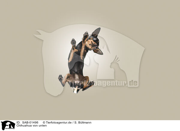 Chihuahua von unten / Chihuahua from below / SAB-01496