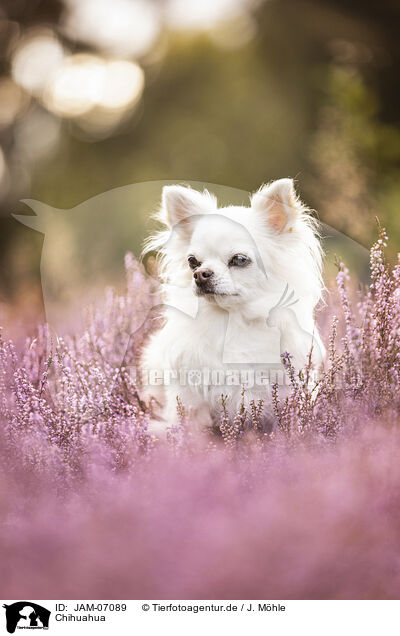Chihuahua / JAM-07089