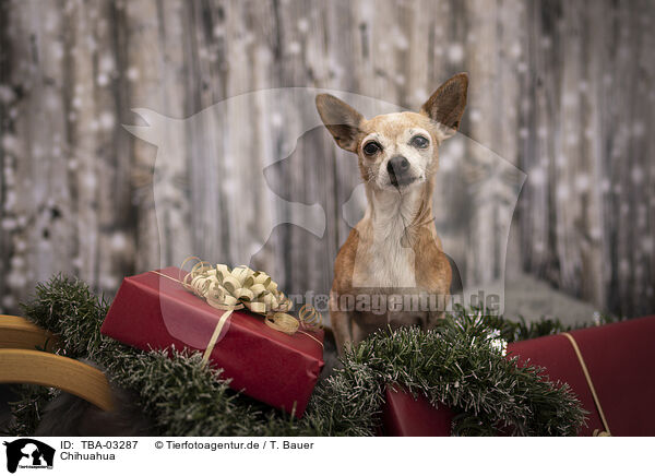 Chihuahua / TBA-03287