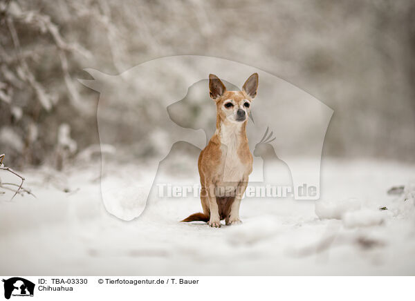 Chihuahua / Chihuahua / TBA-03330