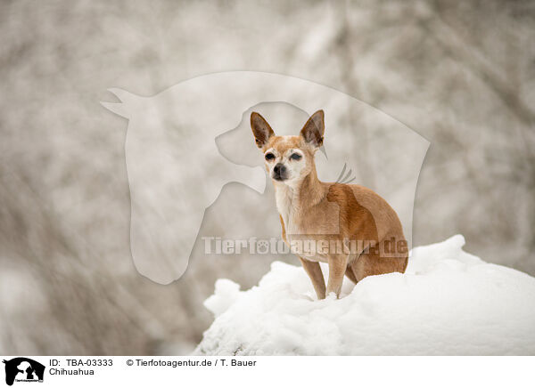 Chihuahua / Chihuahua / TBA-03333