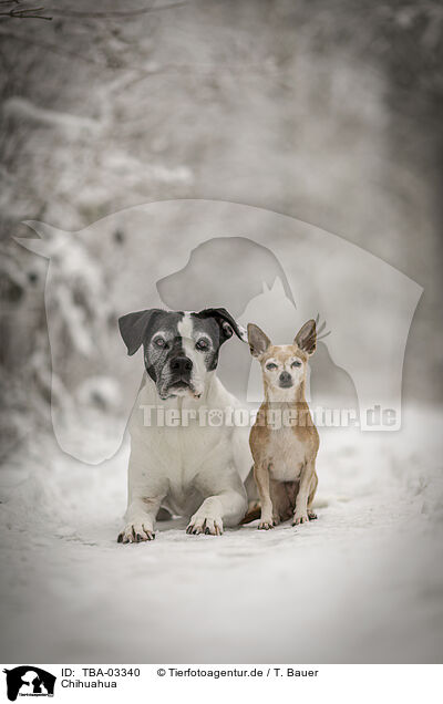 Chihuahua / Chihuahua / TBA-03340