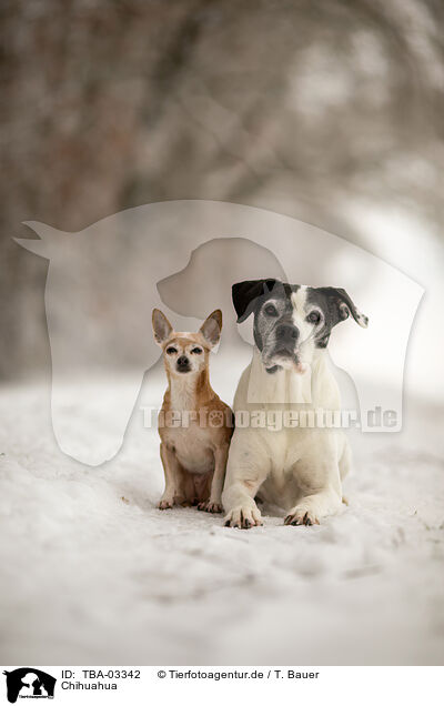 Chihuahua / TBA-03342