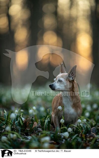 Chihuahua / Chihuahua / TBA-03346