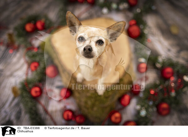 Chihuahua / Chihuahua / TBA-03388