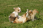 spielende Chihuahuas