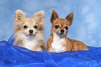 2 Chihuahuas