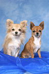 2 Chihuahuas