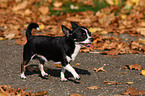 rennender Chihuahua