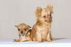 2 Chihuahuas