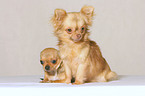 2 Chihuahuas